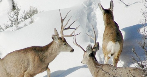 Mule Deer in Snow