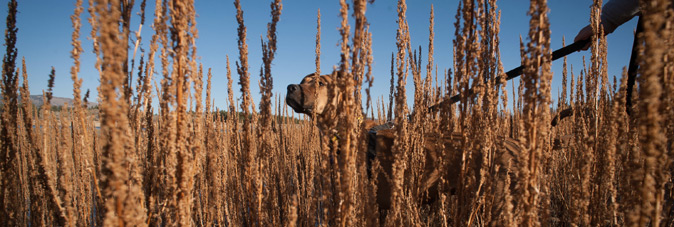Dog in tall grasses