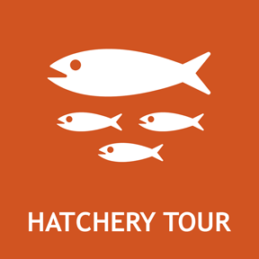 Tour a Colorado fish hatchery and  learn about how CPW protects endangered fish and manages the ecology of Colorado's waters.