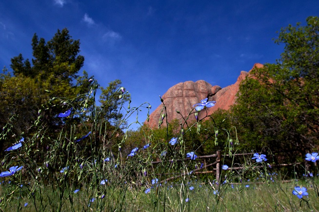 blue flowers on rocky backdrop