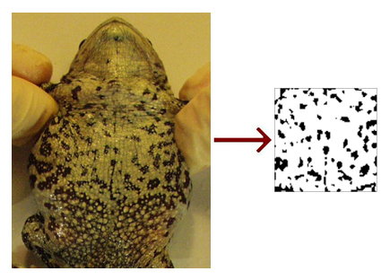 toad's bely next to sketched pattern of spots on belly