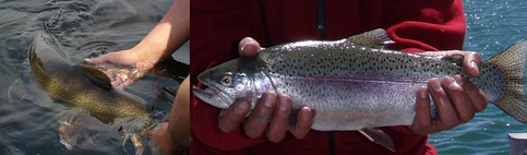 2 images of sport fish