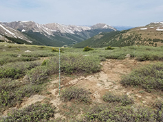 Figure 3 - Alpine mist net at Independence Pass