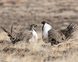 Female and Male Greater sage-grouse facing each other