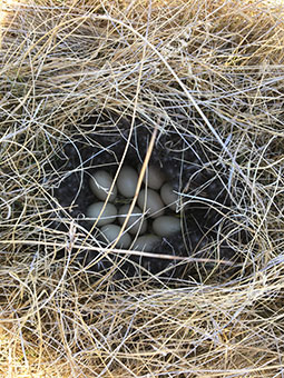 Duck Nest with Eggs