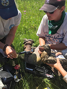 Biologists Using Duck Transmitter