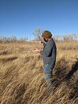 Biologist using telemetry to locate quail