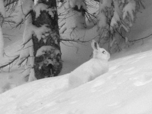 Snowshoe hare white phase