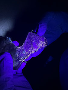 The fungus that causes WNS on bats fluoresces when put under UV light. Photo taken by CPW's Karen Fox.