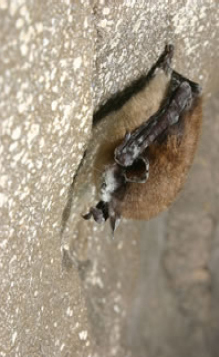 A bat afflicted with WNS