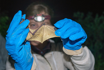 Female researcher examining bat wing in headlamp light