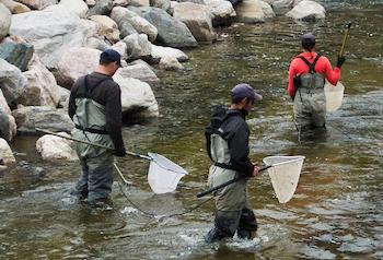 Researchers in waders with nets participating in a fish count.