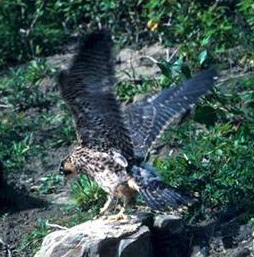 A Peregrine Falcon spreads its wings for flight. Photo credit: US Fish and Wildlife Service