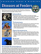 Diseases at Bird Feeders Fact Sheet cover