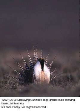 Displaying Gunnison sage-grouse male showing barred tail feathers. Copyright Lance Beeny.