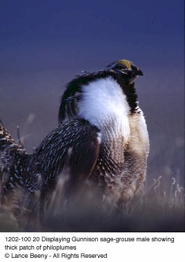 Displaying Gunnison sage-grouse male showing think patch of philoplumes. Copyright Lance Beeny.