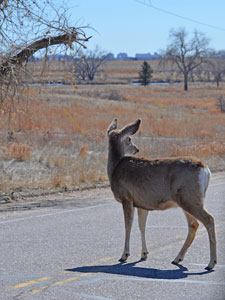 mule deer doe standing in highway