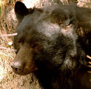 Colorado bears come in a variety of colors, but they are all members of the same species,  North American Black Bear.