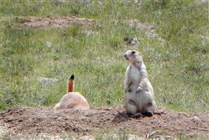 Black-tailed Prairie Dog in Eastern Colorado. Photo by M. Seraphin, CPW.