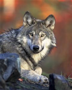 Grey wolf. Photo courtesy of the U.S. Fish and Wildlife Service.
