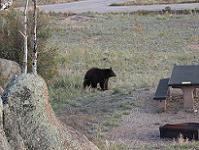 Black bear near a campsite