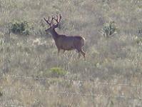Mule Deer buck in Velvet