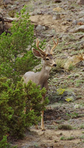 Mule Deer. Image courtesy of Jonathan D Kelly.