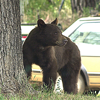 Black bear by tree with car in background