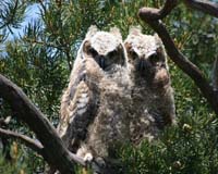 Baby great-horned owls at Dakota Terraces