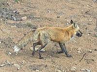 Red fox carrying prey