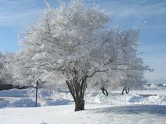 Boyd Tree winter.JPG