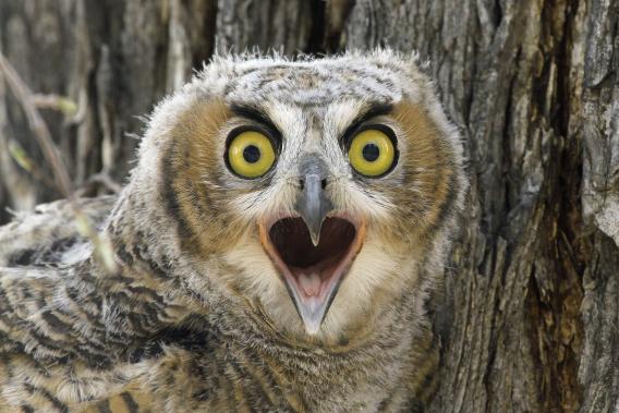 Owl