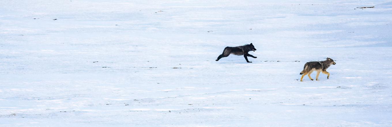 wolves